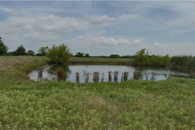 Land Auction